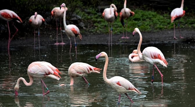 У столичному зоопарку збираються випустити рожевих фламінго на відкритий простір