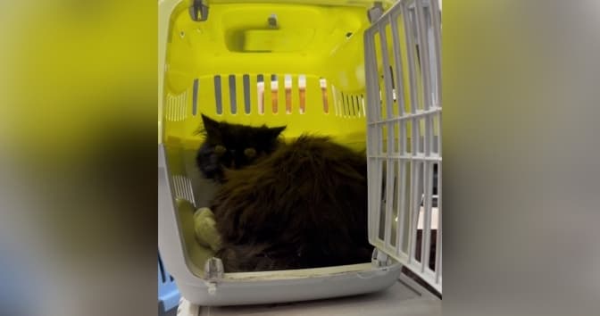 скриншот з відео