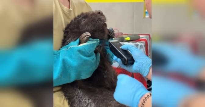 У Львові посеред ринку знайшли та врятували пораненого бобра