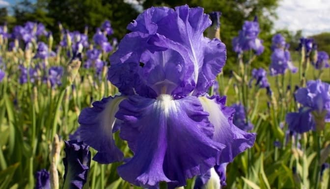 Львів’ян кличуть в ботанічний сад помилуватись ірисами