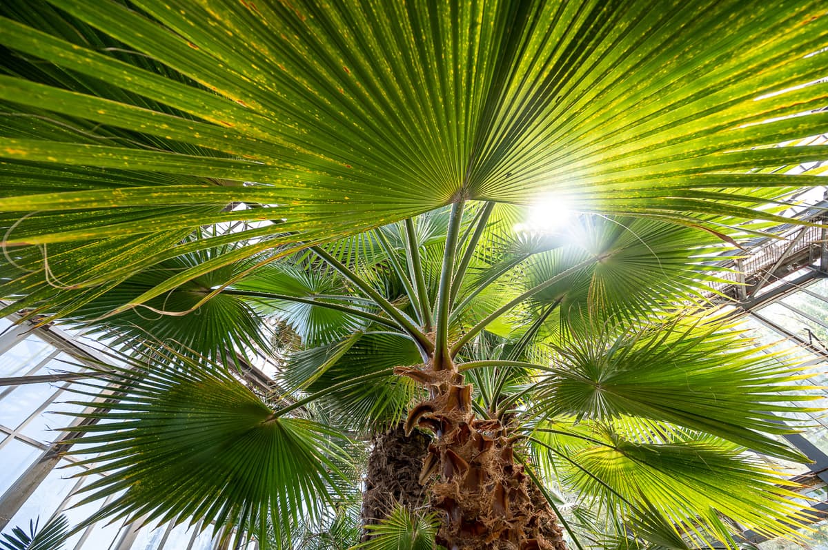 Вперше за три роки Ботанічний сад приймає відвідувачів. Фоторепортаж