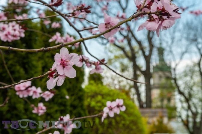 5 місць у Львові, де квітнуть сакури. Фото
