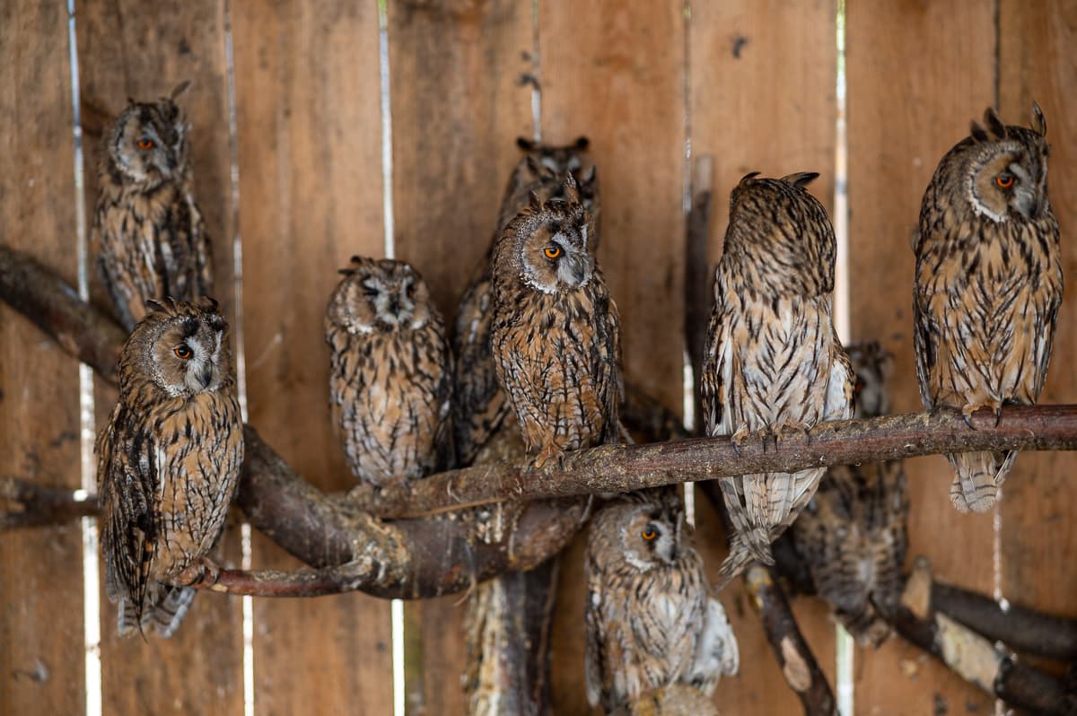 Домівка врятованих тварин у Львові. Фоторепортаж