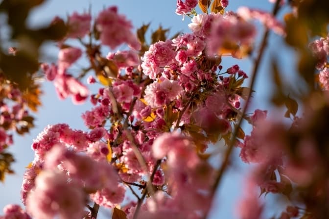 Сакури у Львові. 8 місць, де можна побачити цвітіння дерев