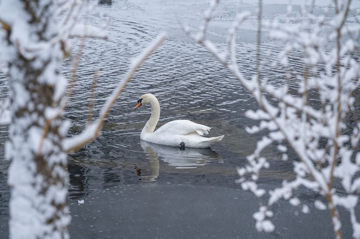 На завтра у Львові передають туман і ожеледицю