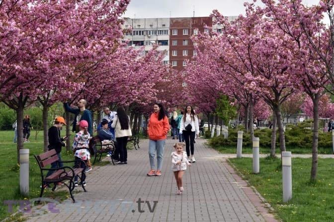 Як у Львові парк Івана Павла ІІ зацвів японськими вишнями. Фоторепортаж