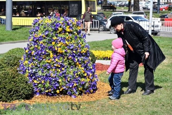 У центрі Львова висадили перші квіткові композиції. Фото