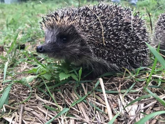 Фото: Орест Залипський