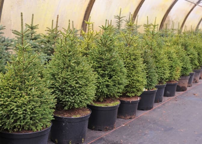 Ліс по-скандинавськи. На Львівщині планують висаджувати дерева у горщиках