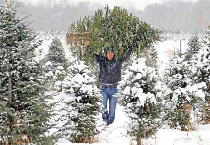 Завтра у Львові стартує збір «використаних» ялинок. Куди здавати?