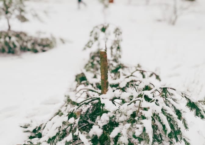 Перед святами у парках Києва пошкодили 4 хвойні дерева