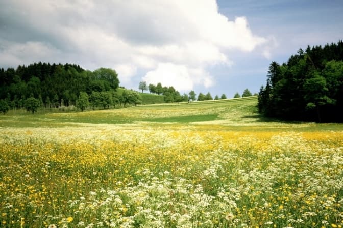 Якою буде погода у липні. Прогноз Укргідрометцентру