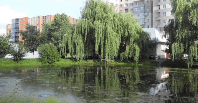 Львівські водойми оброблять від малярійних комарів. Перелік