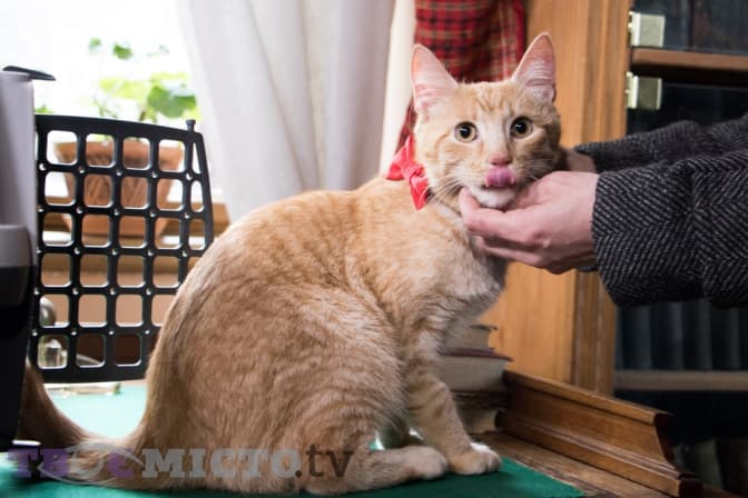 Ретельно мийте лапи. Рекомендації МОЗ про тварин і коронавірус