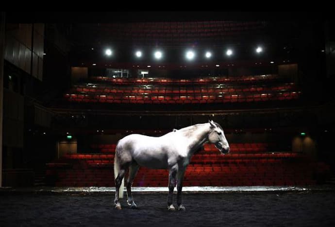 З березня у львівському цирку виступатимуть коні