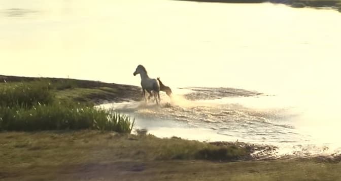 У Мережі з’явилось відео із мотопробігу кордоном України