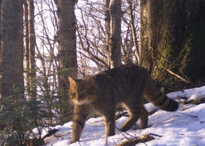 Фото: Національний природний парк "Сколівські Бескиди"
