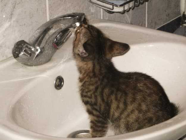 фото: lviv.vgorodeюua