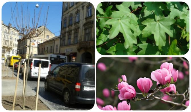 У Львові на Городоцькій висадили клени