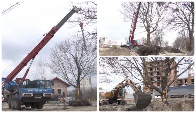 У Львові пересадили семиметрові клени