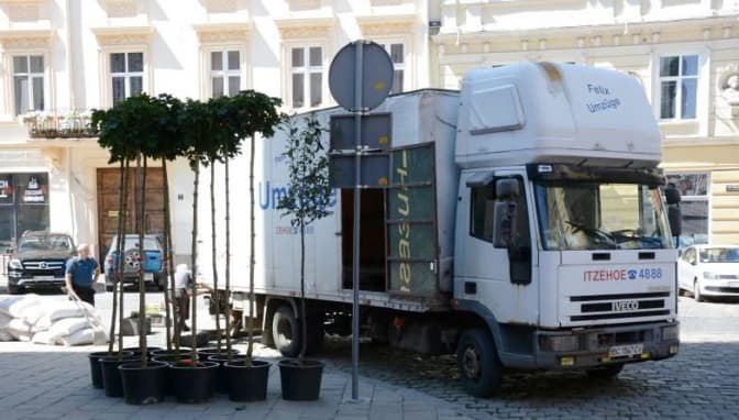 На площі Катедральній у Львові висадили кулясті клени