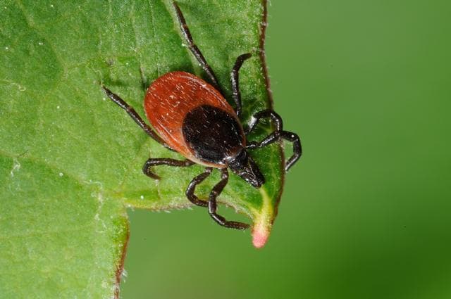 Фото: gaja-puszczykowo.pl