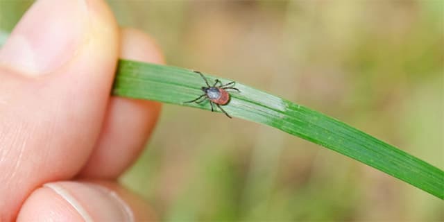 Як львів'янам уберегтись від кліщів. Поради