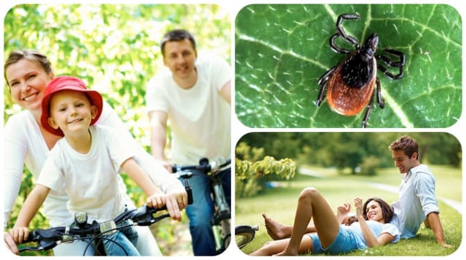 Чому кліщів труїтимуть не у всіх парках Львова?
