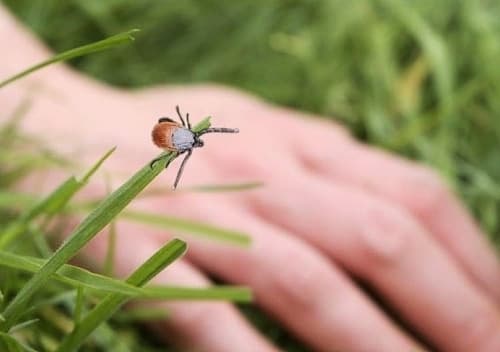 У Львівському районі перевищений показник захворюваності на хворобу Лайма за 2023 рік