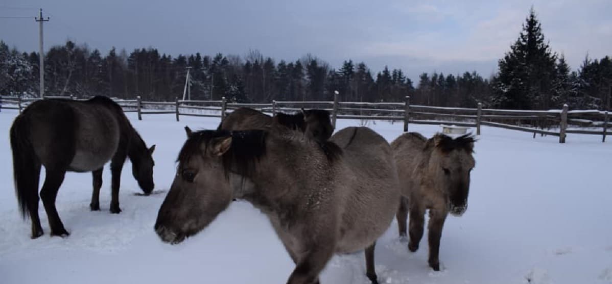 Куди поїхати на вихідні зі Львова. До нащадків тарпанів і в музей старожитностей