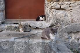 Львів хочуть перетворити на місто котів