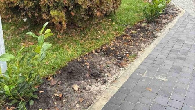 У Львові з площі викрали кущі, придбані за бюджетні кошти