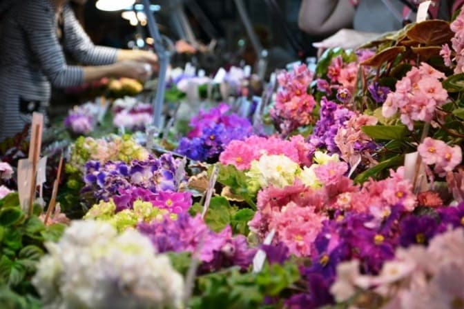 У Львові представлять 150 видів декоративних рослин. Де подивитися?