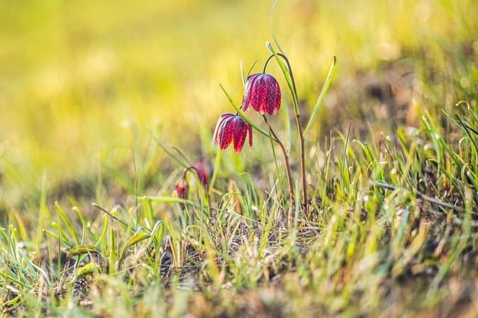 На Львівщині випалюють поля із дикими червонокнижними тюльпанами. Фото
