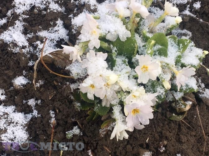 Фото: Марія Стахів/Твоє місто