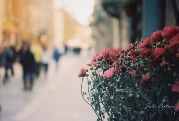 У центрі Львова крадуть квіти