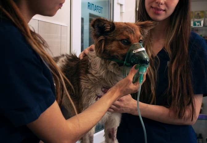 ЛКП «Лев» купило кисневий концентратор для порятунку чотирилапих