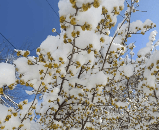 У «Сколівських бескидах» рясно зацвів кизил під снігом. Фото
