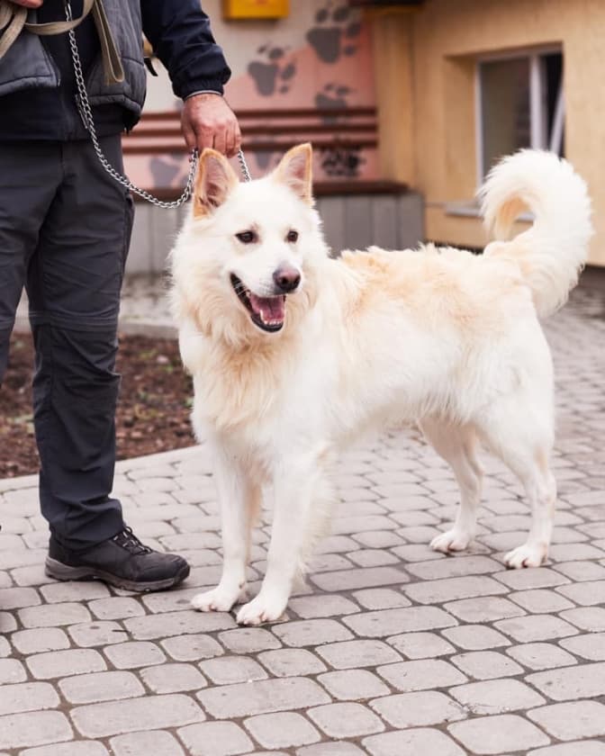 Ваші найкращі друзі шукають дім: 2 киці і 7 собак на прилаштування в сім'ю. Фото