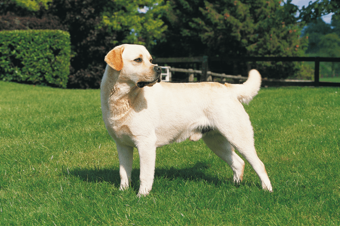 У Львові з’явиться сенсорний сад для лікування собак