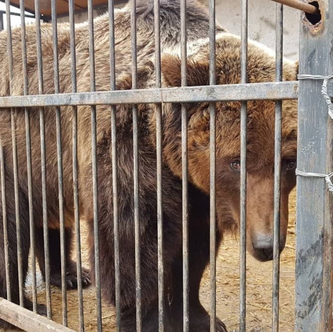 У притулку «Домажир» біля Львова житиме ще одна ведмедиця. Фото
