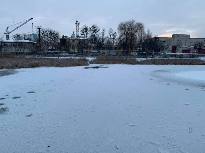 У Львові замерзло озеро, де живуть лебеді. Що буде з птахами