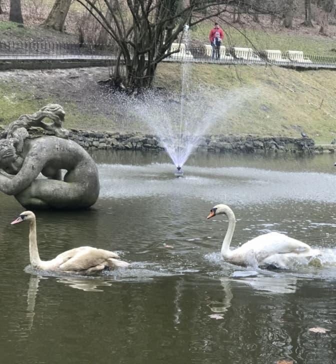 На озеро у Стрийському парку повернулися лебеді. Фото дня