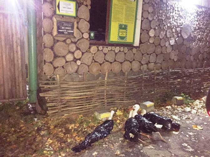 У парк «Знесіння» підкинули чотирьох лелек. Як допомогти