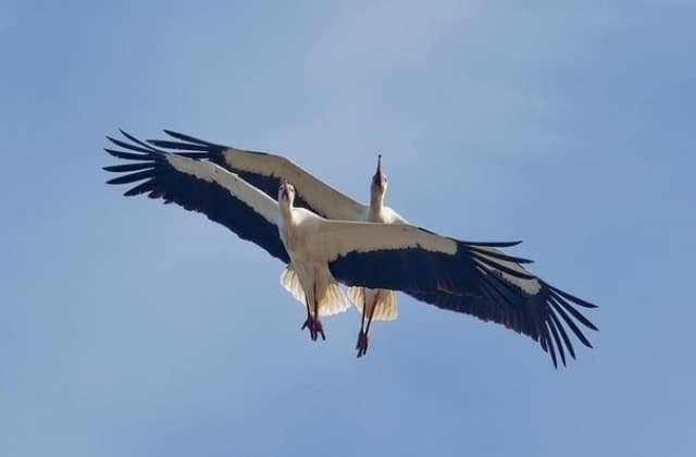 фото: dyvys.info