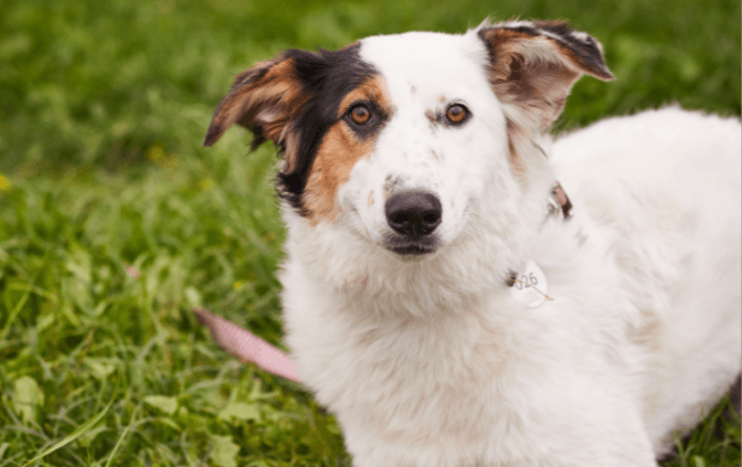 Фото: ЛКП ЛЕВ