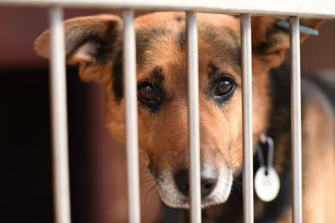 Львів'ян закликають у час карантину допомагати тваринам у притулках і на вулиці. Як долучитись