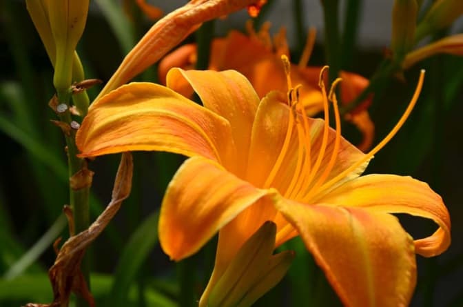 Фото: pds-flora.ub.ua