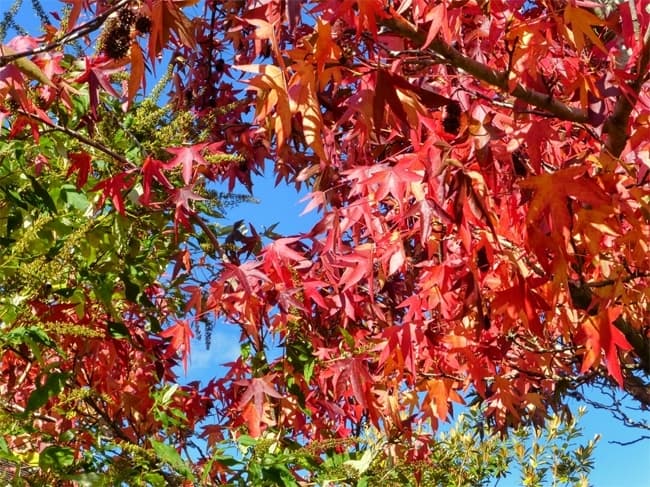 Фото: liquidambar styraciflua