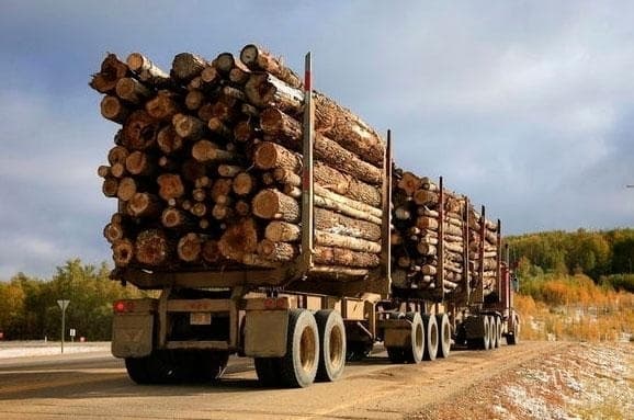 На Львівщині виявили незаконну вирубку дерев на 16 млн грн